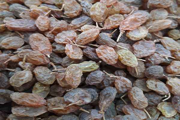 تصویر 3 از خرید کشمش سایه خشک + قیمت عالی باکیفیت